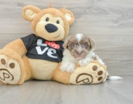 8 week old Havanese Puppy For Sale - Florida Fur Babies