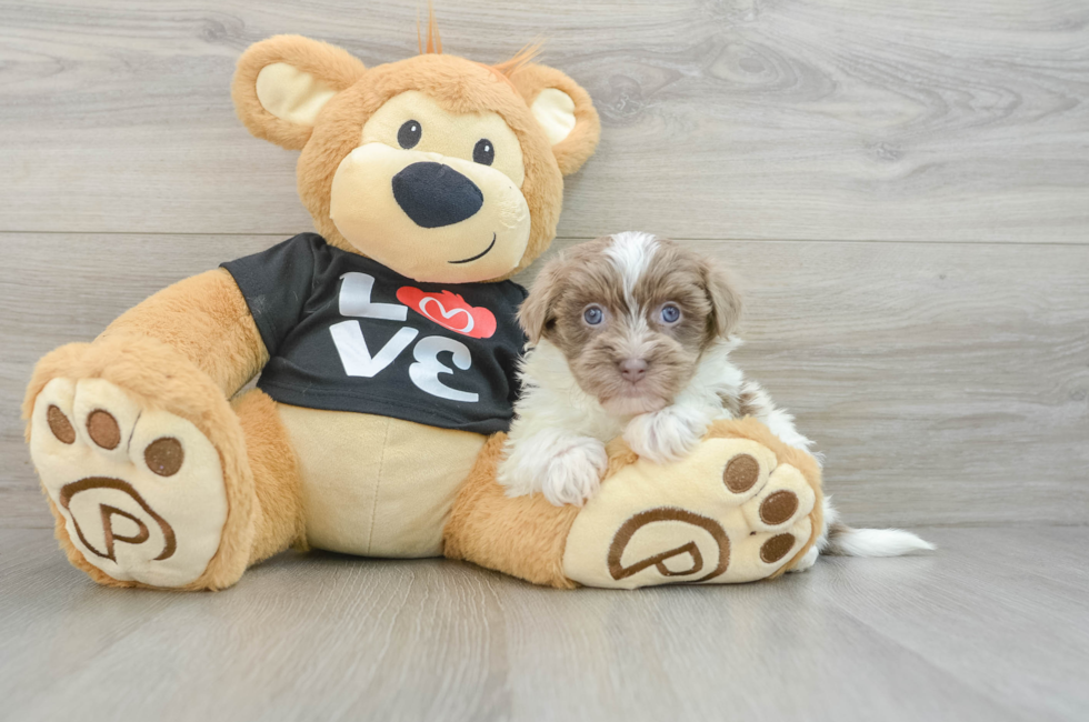 6 week old Havanese Puppy For Sale - Florida Fur Babies