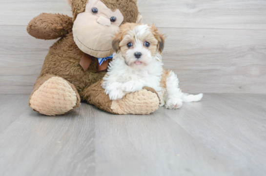 31 week old Havanese Puppy For Sale - Florida Fur Babies