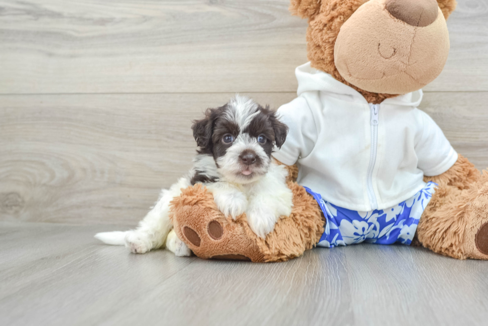 Petite Bichon Habanero Purebred Puppy