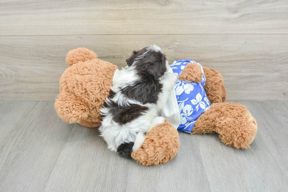 Havanese Pup Being Cute