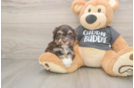 Havanese Pup Being Cute