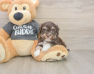 6 week old Havanese Puppy For Sale - Florida Fur Babies
