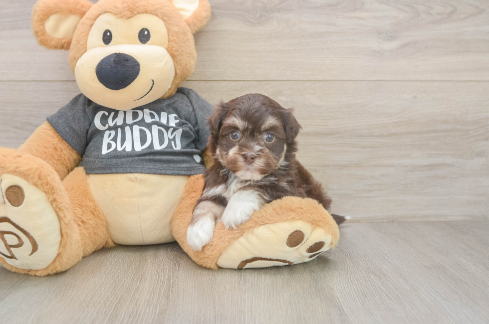 5 week old Havanese Puppy For Sale - Florida Fur Babies