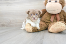 Meet Gamora - our Havanese Puppy Photo 1/3 - Florida Fur Babies