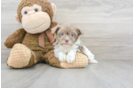 Meet Gamora - our Havanese Puppy Photo 2/3 - Florida Fur Babies