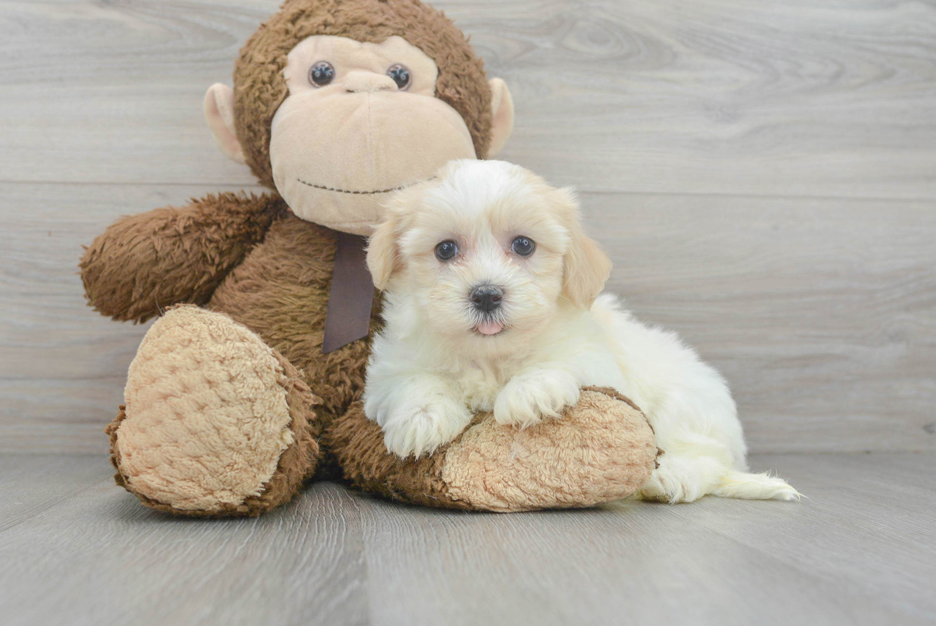Cute Havanese Purebred Pup