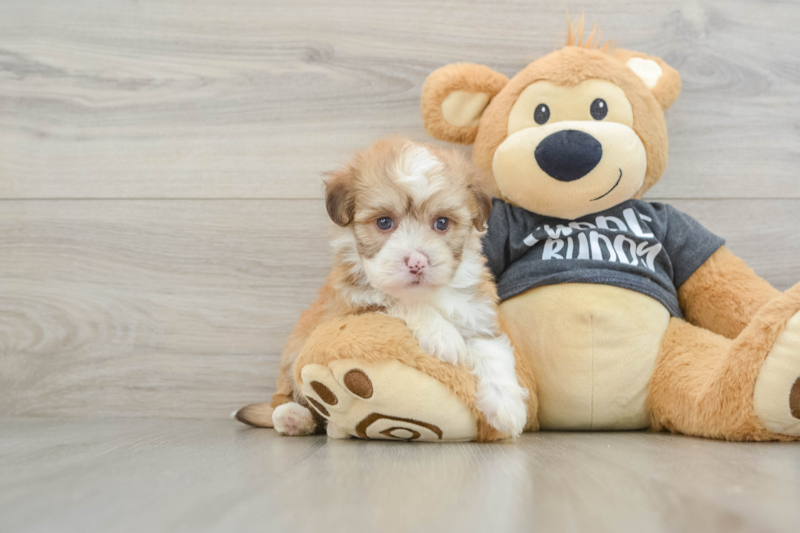 Meet Gianni - our Havanese Puppy Photo 1/3 - Florida Fur Babies