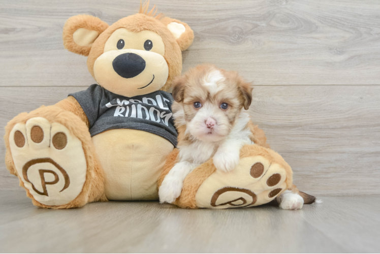 Popular Havanese Baby