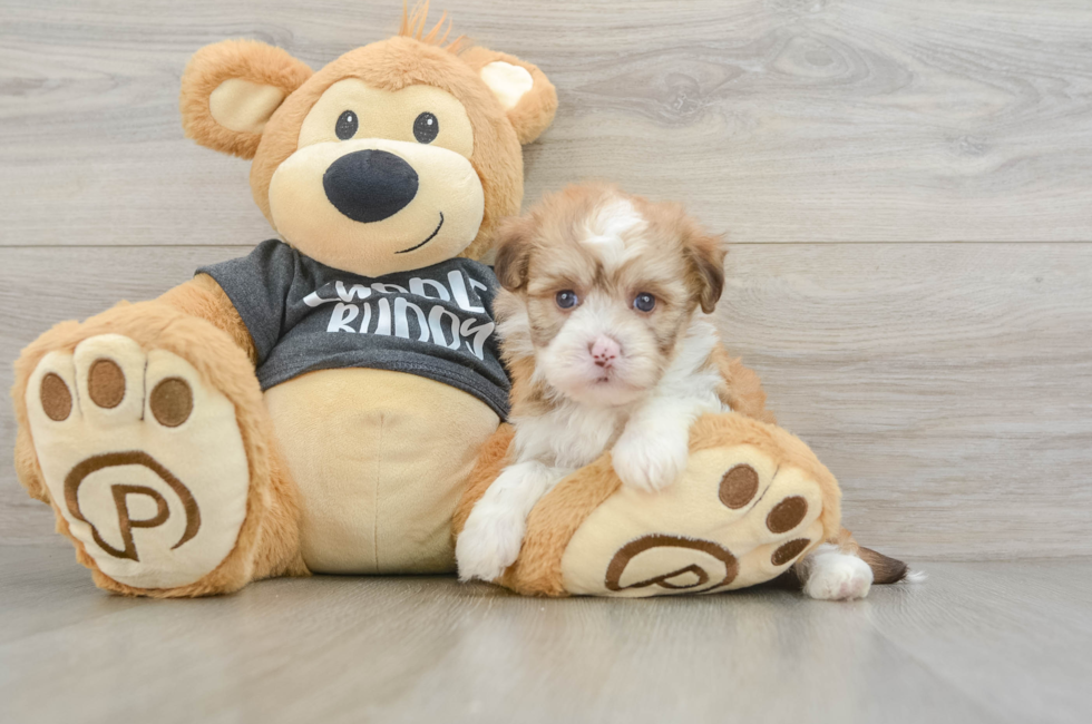 5 week old Havanese Puppy For Sale - Florida Fur Babies