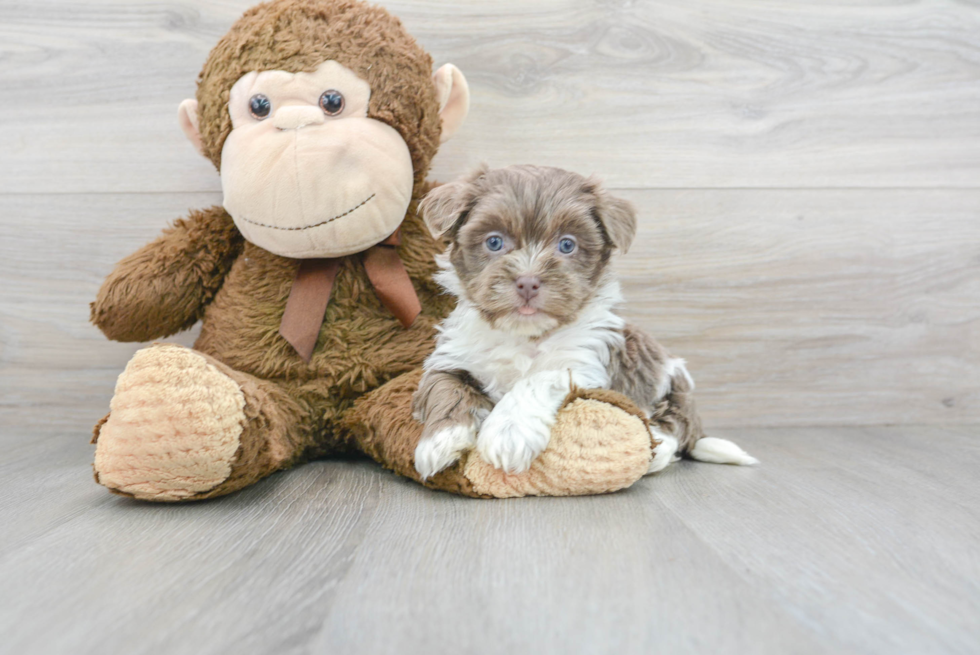 Meet Gianni - our Havanese Puppy Photo 1/3 - Florida Fur Babies