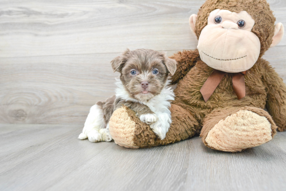 Meet Gianni - our Havanese Puppy Photo 2/3 - Florida Fur Babies