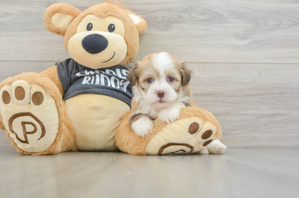 5 week old Havanese Puppy For Sale - Florida Fur Babies