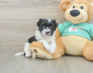 7 week old Havanese Puppy For Sale - Florida Fur Babies
