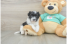 Friendly Havanese Baby