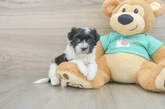 Friendly Havanese Baby