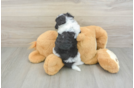 Sweet Havanezer Purebred Puppy
