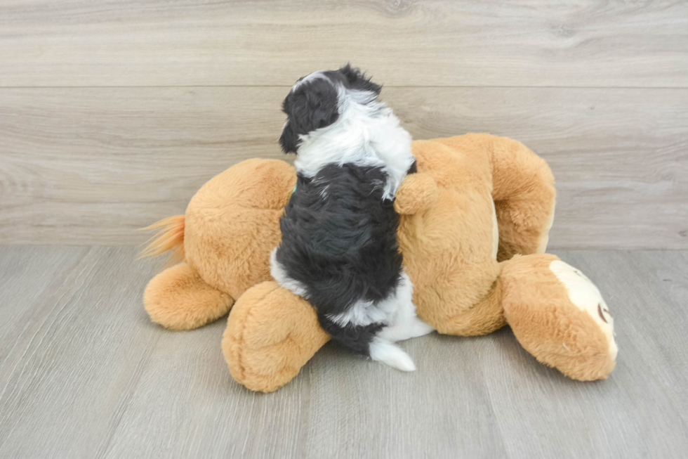Sweet Havanezer Purebred Puppy
