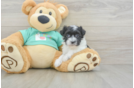 Havanese Puppy for Adoption