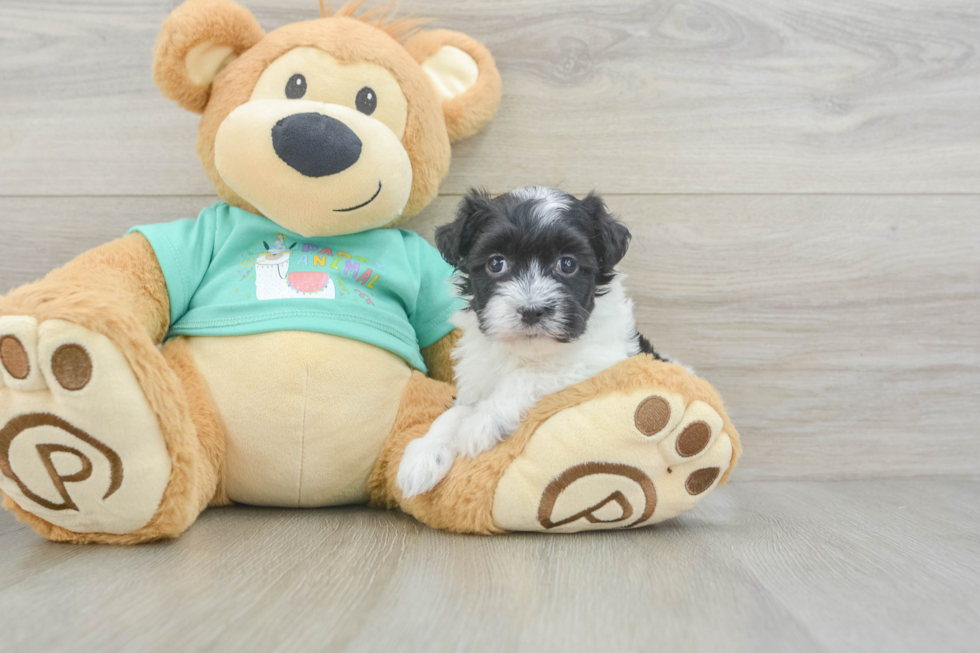 Havanese Puppy for Adoption