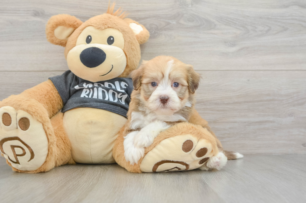 5 week old Havanese Puppy For Sale - Florida Fur Babies