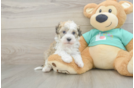 Havanese Puppy for Adoption