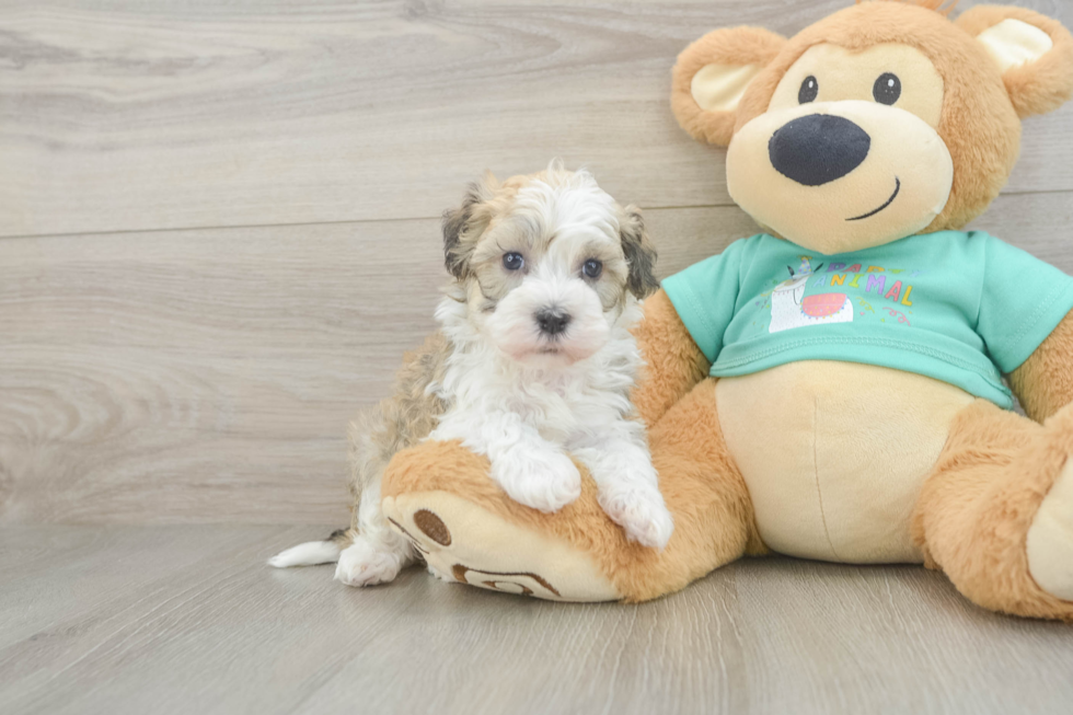 Havanese Puppy for Adoption