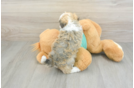 Havanese Pup Being Cute