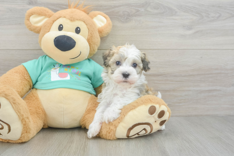 Havanese Puppy for Adoption