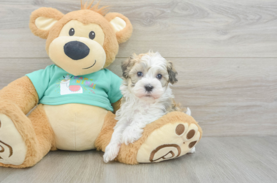 Havanese Puppy for Adoption