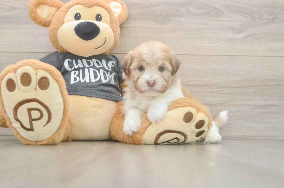 5 week old Havanese Puppy For Sale - Florida Fur Babies