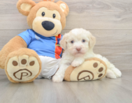 6 week old Havanese Puppy For Sale - Florida Fur Babies