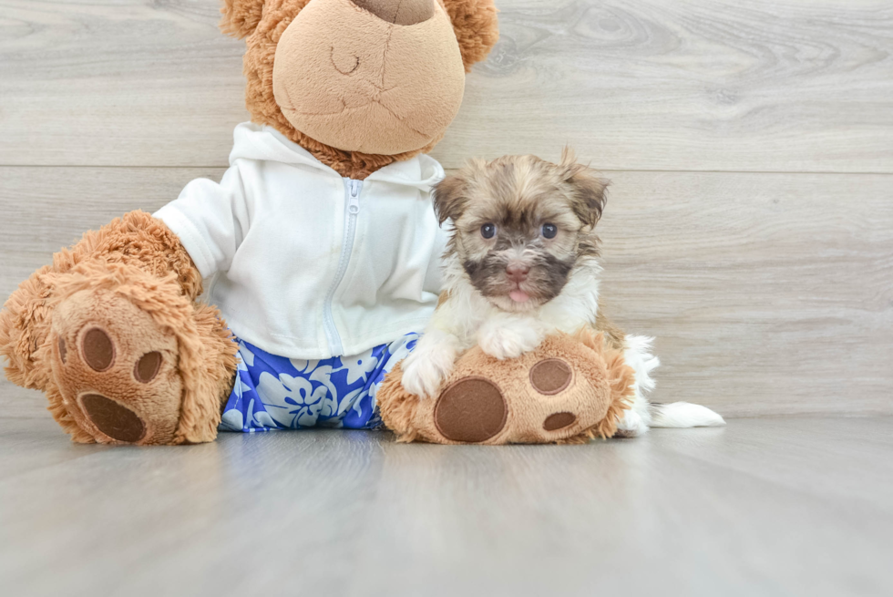 Akc Registered Havanese Baby