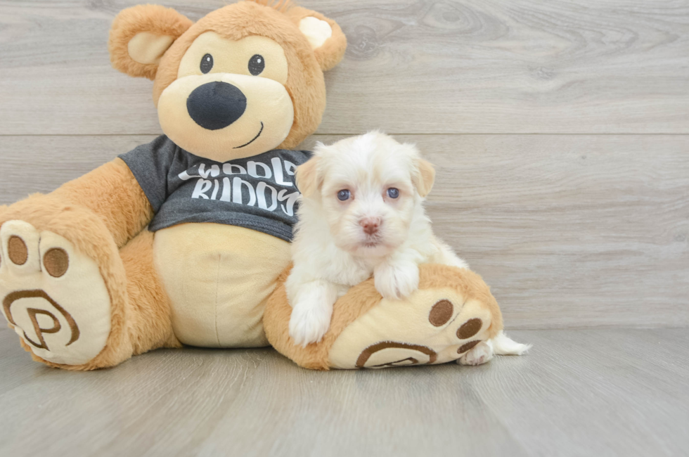 5 week old Havanese Puppy For Sale - Florida Fur Babies