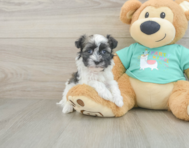 7 week old Havanese Puppy For Sale - Florida Fur Babies