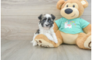 Small Havanese Purebred Pup