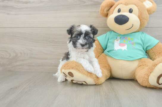 Small Havanese Purebred Pup