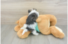 Energetic Havaneser Purebred Puppy