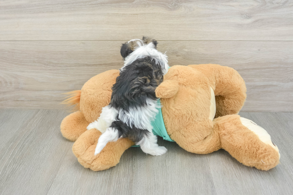 Energetic Havaneser Purebred Puppy
