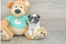 Best Havanese Baby