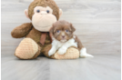 Meet Gloria - our Havanese Puppy Photo 1/2 - Florida Fur Babies