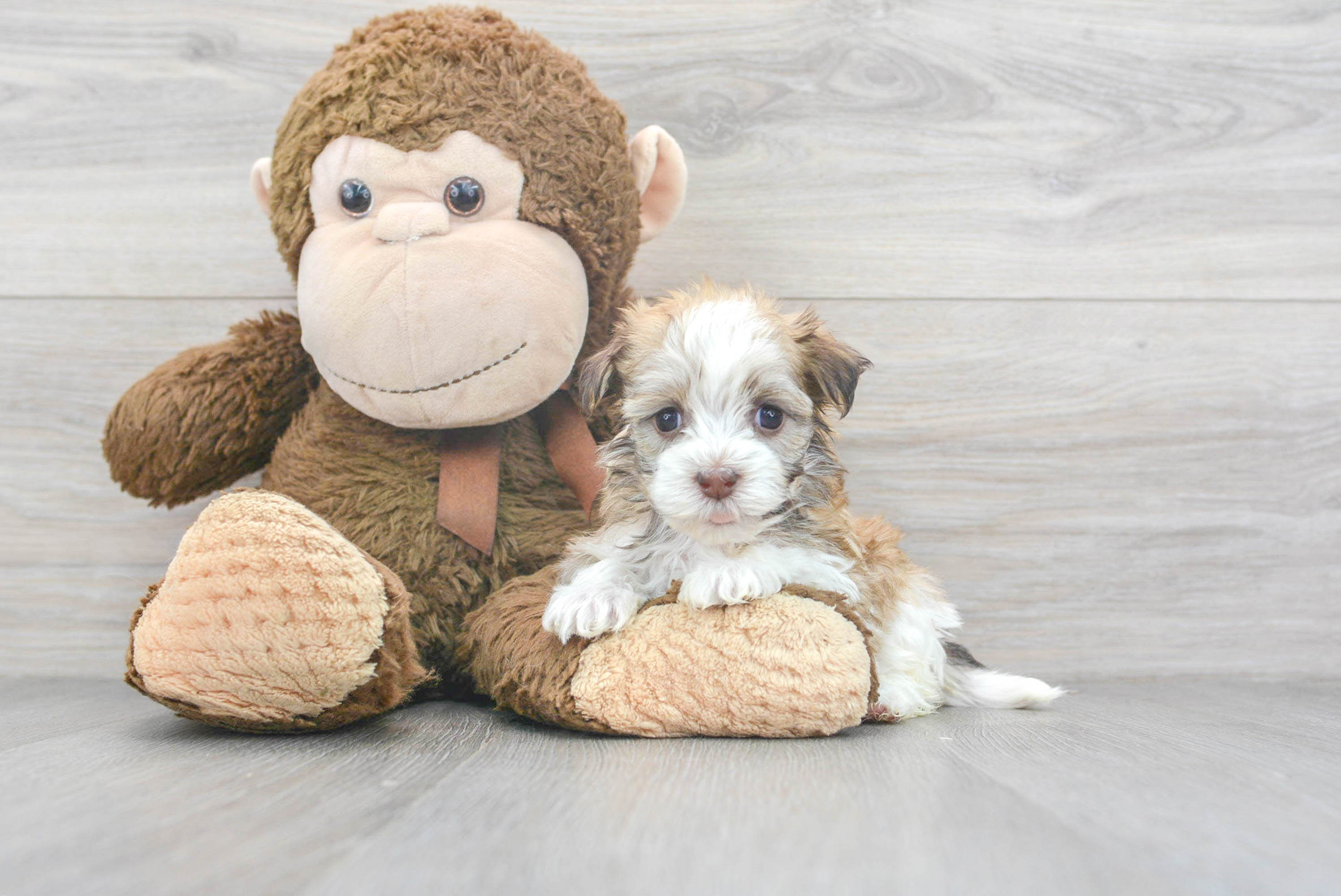 Best Havanese Baby