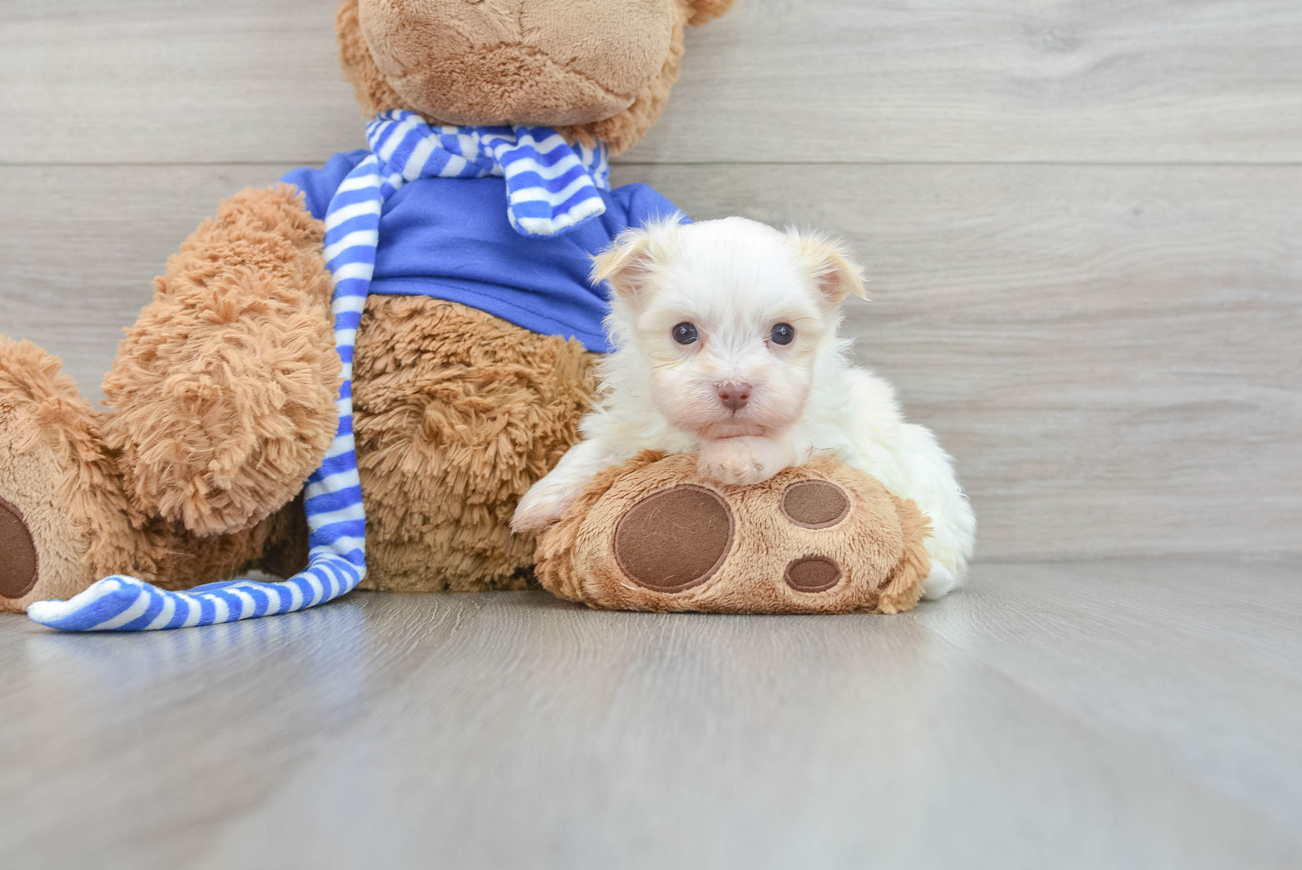 Purebred havanese hot sale