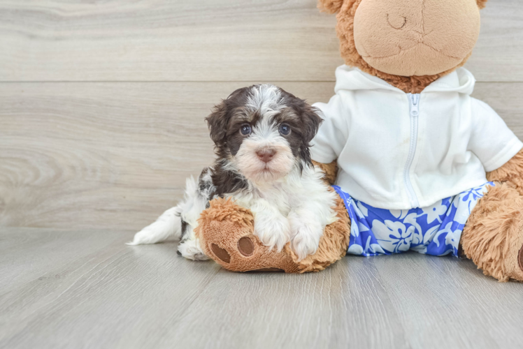 Havanese Pup Being Cute