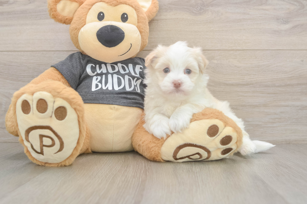 5 week old Havanese Puppy For Sale - Florida Fur Babies