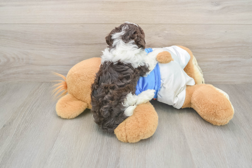 Small Havanese Purebred Pup