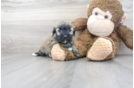 Meet Gomez - our Havanese Puppy Photo 1/3 - Florida Fur Babies