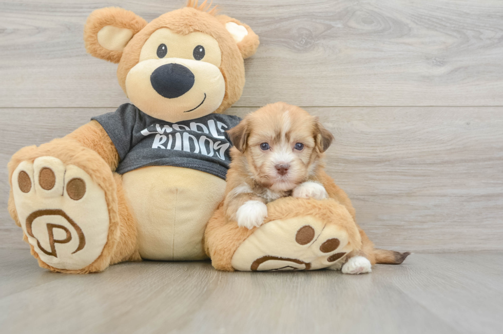 5 week old Havanese Puppy For Sale - Florida Fur Babies