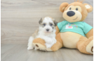Akc Registered Havanese Purebred Pup