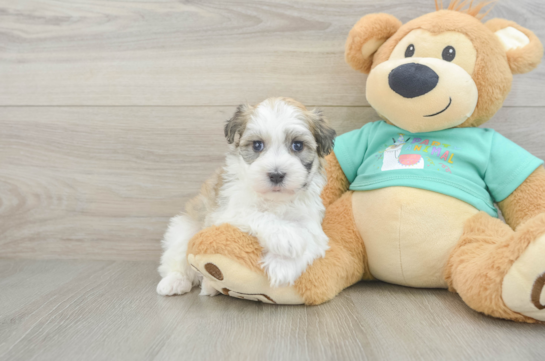 Akc Registered Havanese Purebred Pup